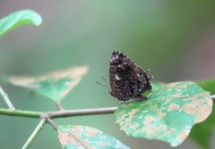 Arhopala abseus