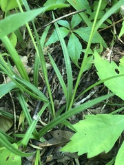 Carex oxylepis oxylepis