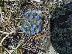 Eritrichium argenteum