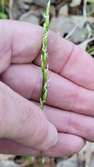 Oryzopsis asperifolia