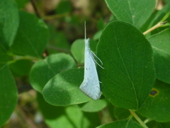 Euceratia