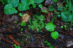 Leucolepis