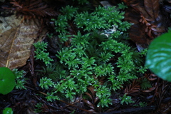Leucolepis