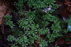 Leucolepis