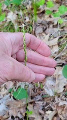Oryzopsis asperifolia