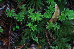 Leucolepis