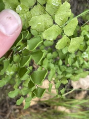 Adiantum jordanii