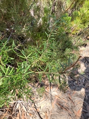 Grevillea phylicoides