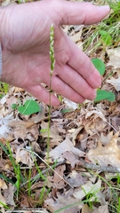 Oryzopsis asperifolia