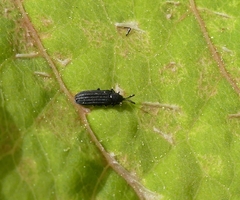 Anisostena nigrita