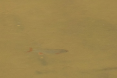 Cyprinella lutrensis