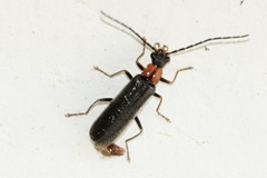 Rhagonycha excavata