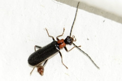 Rhagonycha excavata