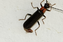 Rhagonycha excavata