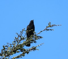 Curaeus curaeus curaeus