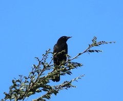 Curaeus curaeus curaeus