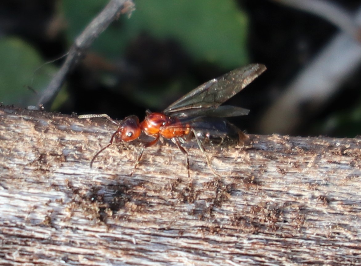 Lasiophanes atriventris