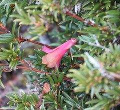 Philesia magellanica