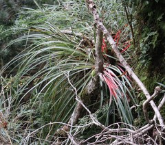 Fascicularia bicolor