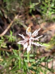 Grevillea phylicoides