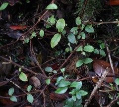 Hydrangea serratifolia