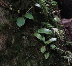 Hydrangea serratifolia
