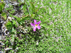 Primula angustifolia
