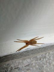 Centroctenus brevipes