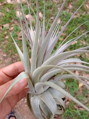 Tillandsia gardneri