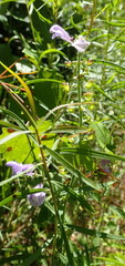 Scutellaria floridana image