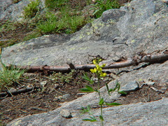 Thermopsis montana