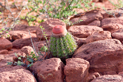 Melocactus zehntneri