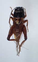 Gryllus firmus