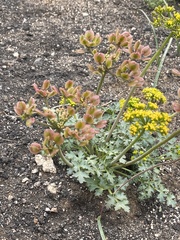 Lomatium parvifolium