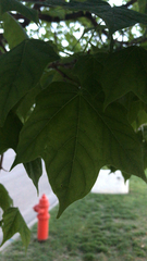 Magnoliopsida