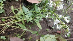 Lysimachia candida