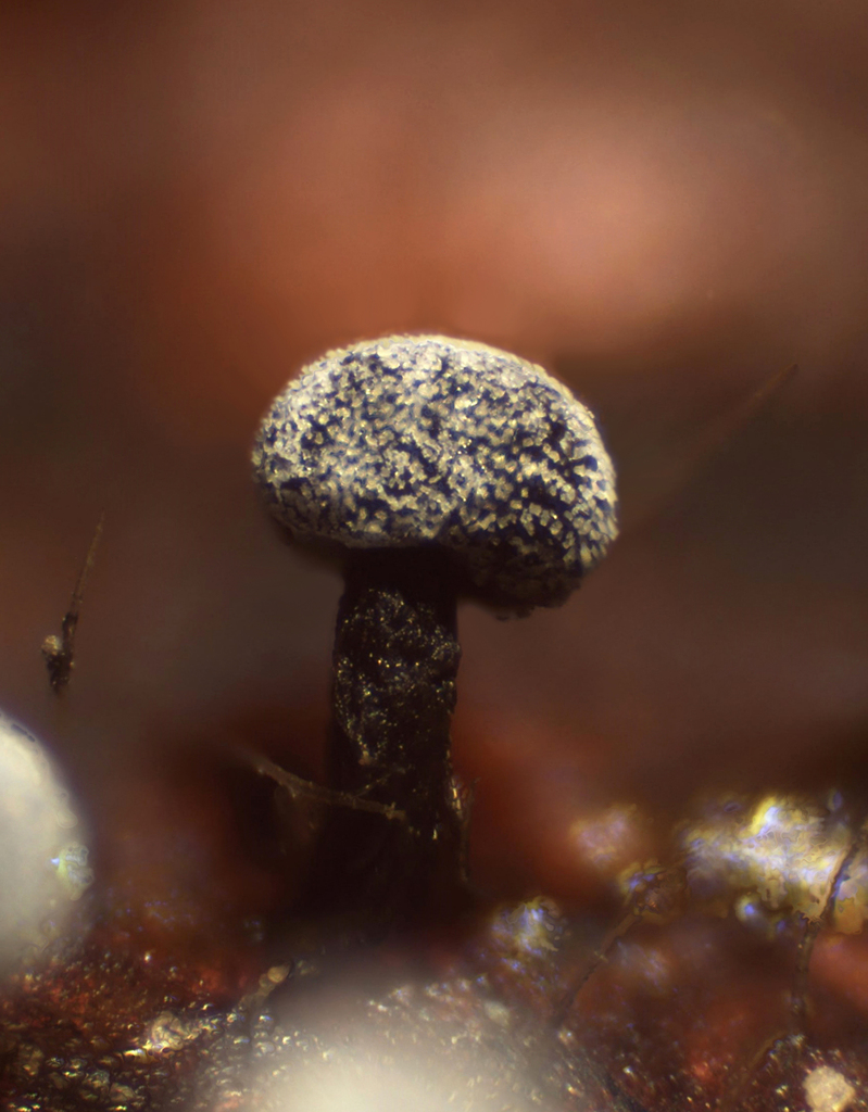 Didymium melanospermum