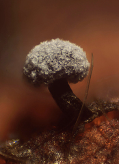 Didymium melanospermum