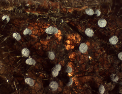 Didymium melanospermum