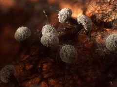 Didymium melanospermum