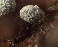 Didymium melanospermum