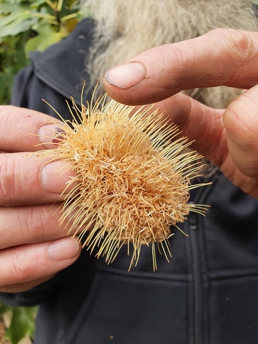 Coast banksia (Banksia integrifolia)