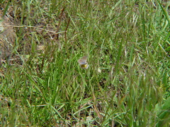 Erigeron flagellaris
