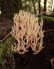 Ramaria rubella