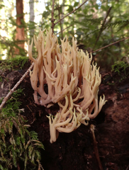 Ramaria rubella