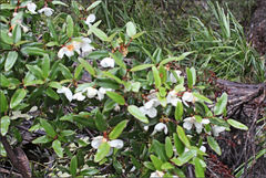 Eucryphia milliganii