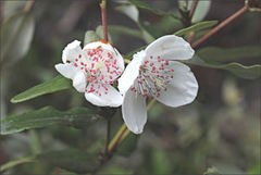 Eucryphia milliganii