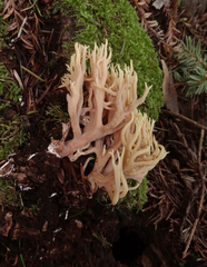 Ramaria rubella