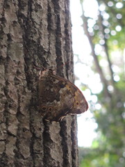 Neope goschkevitschii