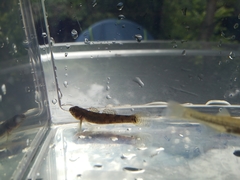 Gobiomorphus huttoni